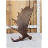Image 4 : Awesome 16 Lbs Alaskan Self Standing Moose Shed Antler