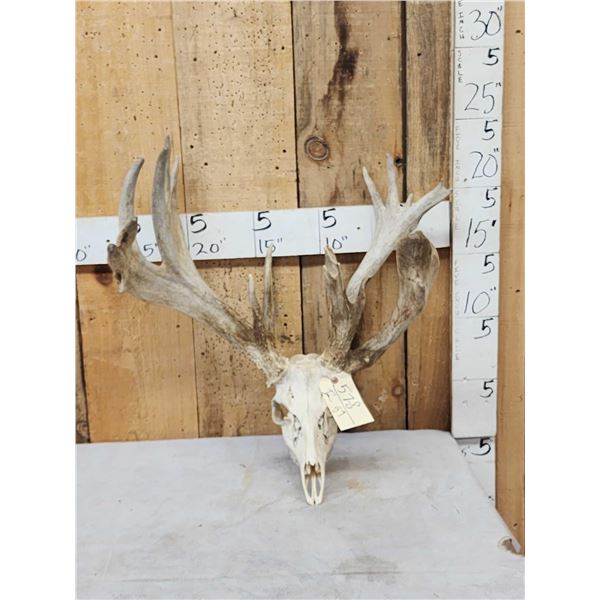 Heavy Mass Nontypical Whitetail Antlers On Skull