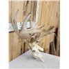 Image 2 : Heavy Mass Nontypical Whitetail Antlers On Skull