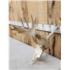 Image 3 : Heavy Mass Nontypical Whitetail Antlers On Skull
