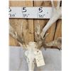 Image 4 : Heavy Mass Nontypical Whitetail Antlers On Skull