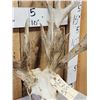 Image 5 : Heavy Mass Nontypical Whitetail Antlers On Skull