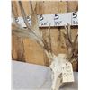 Image 6 : Heavy Mass Nontypical Whitetail Antlers On Skull