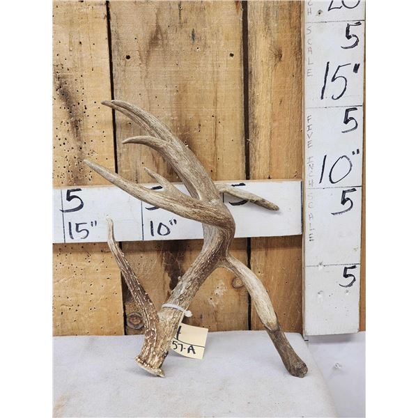 100 5/8" Double Droptine Texas Whitetail Shed Antler