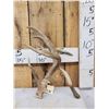 Image 1 : 100 5/8" Double Droptine Texas Whitetail Shed Antler