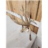 Image 2 : 100 5/8" Double Droptine Texas Whitetail Shed Antler