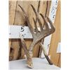 Image 4 : 100 5/8" Double Droptine Texas Whitetail Shed Antler