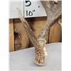 Image 5 : 100 5/8" Double Droptine Texas Whitetail Shed Antler