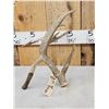 Image 7 : 100 5/8" Double Droptine Texas Whitetail Shed Antler