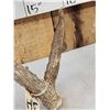 Image 8 : 100 5/8" Double Droptine Texas Whitetail Shed Antler