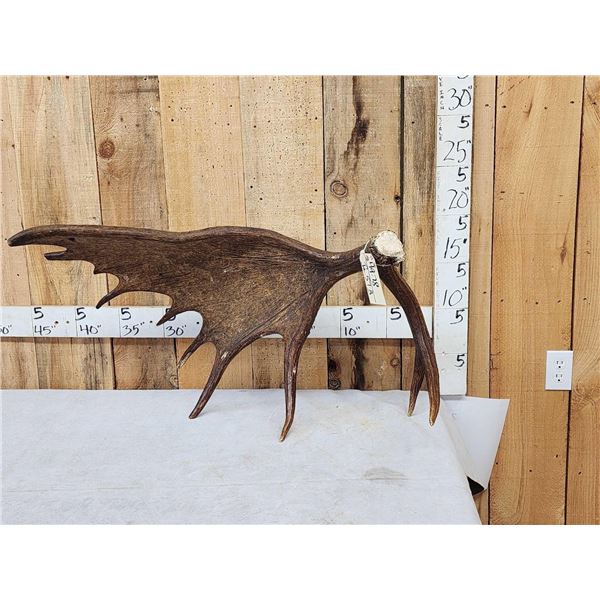 14 Lbs Alaskan Self Standing Moose Shed Antler