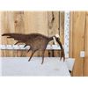 Image 1 : 14 Lbs Alaskan Self Standing Moose Shed Antler