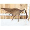 Image 2 : 14 Lbs Alaskan Self Standing Moose Shed Antler
