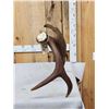 Image 3 : 14 Lbs Alaskan Self Standing Moose Shed Antler