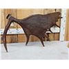 Image 5 : 14 Lbs Alaskan Self Standing Moose Shed Antler