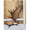 Image 6 : 14 Lbs Alaskan Self Standing Moose Shed Antler
