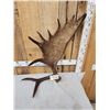 Image 7 : 14 Lbs Alaskan Self Standing Moose Shed Antler
