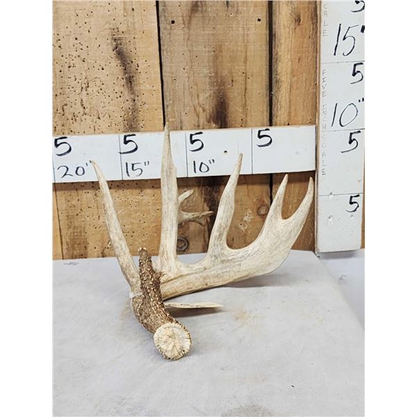 94 1/8" Gross Whitetail Shed Antler