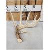 Image 2 : 94 1/8" Gross Whitetail Shed Antler