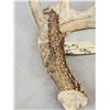 Image 3 : 94 1/8" Gross Whitetail Shed Antler