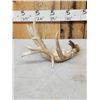 Image 4 : 94 1/8" Gross Whitetail Shed Antler