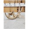 Image 5 : 94 1/8" Gross Whitetail Shed Antler