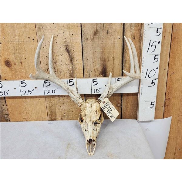 4x4 Whitetail Antlers On Skull