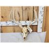 Image 1 : 4x4 Whitetail Antlers On Skull