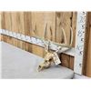 Image 2 : 4x4 Whitetail Antlers On Skull