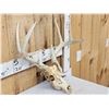 Image 3 : 4x4 Whitetail Antlers On Skull