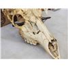 Image 4 : 4x4 Whitetail Antlers On Skull