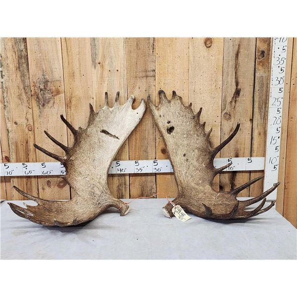 Awesome Set Of 36.5 Lbs Self Standing Alaskan Moose Shed Antlers
