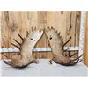 Image 1 : Awesome Set Of 36.5 Lbs Self Standing Alaskan Moose Shed Antlers