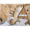Image 3 : Awesome Set Of 36.5 Lbs Self Standing Alaskan Moose Shed Antlers