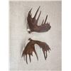 Image 4 : Awesome Set Of 36.5 Lbs Self Standing Alaskan Moose Shed Antlers