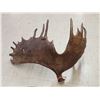 Image 5 : Awesome Set Of 36.5 Lbs Self Standing Alaskan Moose Shed Antlers