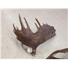 Image 6 : Awesome Set Of 36.5 Lbs Self Standing Alaskan Moose Shed Antlers