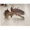 Image 7 : Awesome Set Of 36.5 Lbs Self Standing Alaskan Moose Shed Antlers