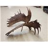 Image 8 : Awesome Set Of 36.5 Lbs Self Standing Alaskan Moose Shed Antlers