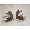 Image 9 : Awesome Set Of 36.5 Lbs Self Standing Alaskan Moose Shed Antlers
