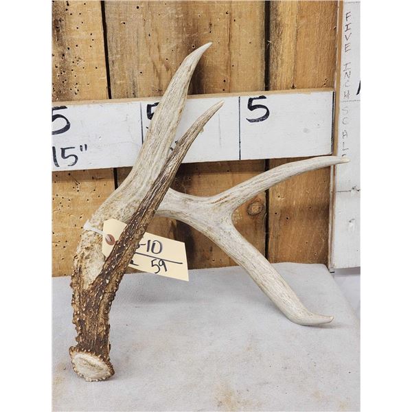 67 6/8 Wild 4 Point Whitetail Shed Antler