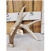 Image 1 : 67 6/8 Wild 4 Point Whitetail Shed Antler