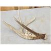 Image 2 : 67 6/8 Wild 4 Point Whitetail Shed Antler