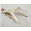 Image 3 : 67 6/8 Wild 4 Point Whitetail Shed Antler