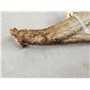 Image 4 : 67 6/8 Wild 4 Point Whitetail Shed Antler