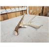Image 5 : 67 6/8 Wild 4 Point Whitetail Shed Antler