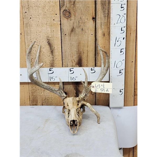 Wild Nontypical Whitetail Antlers On Skull