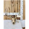 Image 1 : Wild Nontypical Whitetail Antlers On Skull