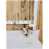 Image 2 : Wild Nontypical Whitetail Antlers On Skull