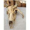 Image 3 : Wild Nontypical Whitetail Antlers On Skull
